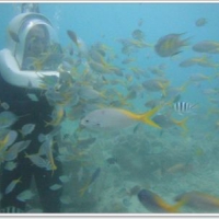 阿威水上活動中心 海底漫步與熱帶魚共遊～阿一一帛琉藍色海洋之旅