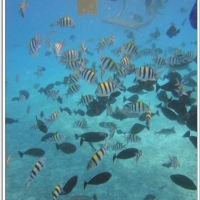 帛琉 餵魚區 眾星拱月的尊貴享受～阿一一帛琉藍色海洋之旅