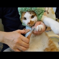 幫貓咪剪指甲的妙招　竟然是幫牠戴帽子！？