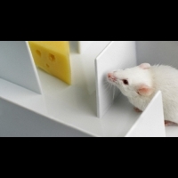 一家之鼠？加入人腦膠質細胞 老鼠智力大增四倍 | 健康達人網