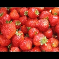 甜甜草莓季開跑 東和、灣潭、滿意草莓園盡情採收好去處