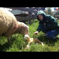 混血名模Rima小羊結紮初體驗 牧場工作換來滿身屎