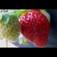 深冬草莓最好吃，就是現在啦！