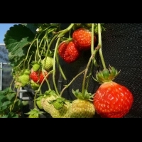 草莓無毒栽培，真的可以現採現吃喔！