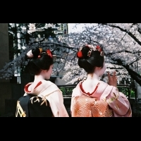 旅行微知識-你確定"櫻花"是日本國花嗎？