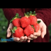 遇見春日的甜蜜滋味！一起去【苗栗．大湖】採草莓吧～│行遍天下旅遊月刊