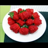 草莓新品種，台北就能採！