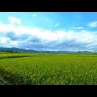 【舒式生活】京都的稻田還在，台北的呢？