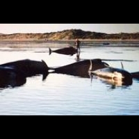 【紐西蘭南島】198頭鯨魚集體擱淺 大半已宣告死亡