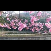 陽明山昭和櫻即將盛開 農曆春節賞櫻正是時候