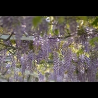 春節小旅行 – 新北淡水浪漫遊　紫藤咖啡園、教士會館找尋春天