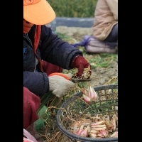 台南七股，滿是油蔥香的美食輕旅行