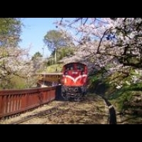 櫻花開了！阿里山花季增開長途接駁車迎客