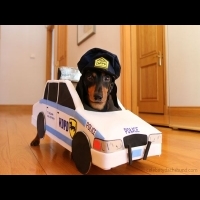 臘腸狗警察追犯人戲碼　可愛到讓人噴飯！