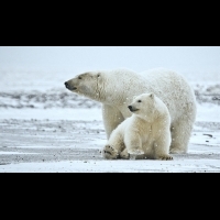 北極圈霸主、食物鏈頂層的北極熊，竟不敵人類破壞環境而滅絕│善耕365公益媒合平台