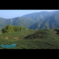 好壯觀！！茶飲廣告最夯的拍攝場景，一起與徐若瑄徜徉在竹海中....│行遍天下旅遊月刊