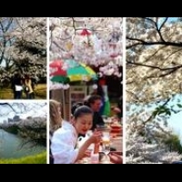 【日本now】別爭櫻花是誰的了，東京的花開得正美呢