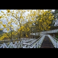 漫步在鳥語花香的「花仙子步道」上，享受森林浴的美好！
