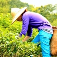 茶香濃 人情味更濃｜台北找茶園