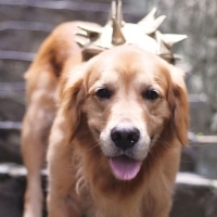 《狗狗的幸福天堂：曾金寶教我的十件事》