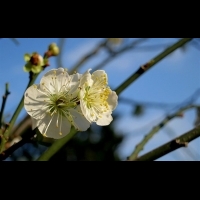 中國詩詞裡的十大名花