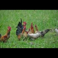 【財經專欄：農業診斷】家禽產業與禽流感