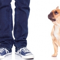 幫狗狗換飼料,預防軟便有撇步!|寵物迷