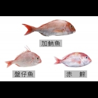 加魶魚vs.赤鯮vs.盤仔魚，分得出嗎？