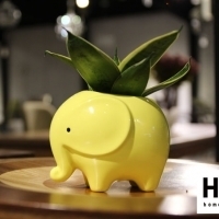 【H&D奇趣小物】身兼數職的植物管家! 療癒系小植栽