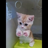 被治癒了！日本瘋傳的可愛小貓～忍不住想要把牠抱回家！
