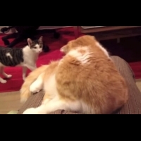 嫉妒同伴躺馬麻大腿　可愛貓咪一直死盯著看！