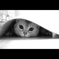 你看不到我看不到我！愛玩躲貓貓的可愛貓咪│妞新聞