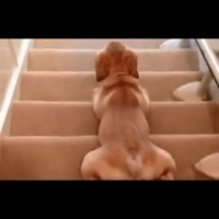 太卡哇伊了！10週大拉布拉多犬懶懶下樓梯，小心別磨破皮了啊！
