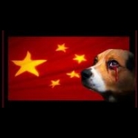 中國玉林狗肉節抗議聲如期舉行 1.5萬隻狗遭宰殺下肚