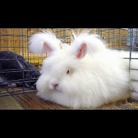 安哥拉兔的無聲抗議，讓全球都聽到遭受虐待動物的心聲