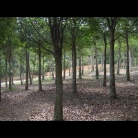 亞洲種植園資本公司成立合資企業在馬來西亞種植瀕危白木香樹