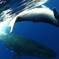 水下鯨豚攝影詩人金磊》 海神的信差