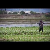 【食安論壇】農糧產品生產與食安