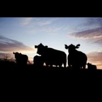 【食安論壇】​畜牧產品生產與食安