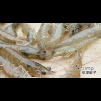 【吃蝦子好處多】認識蝦子種類及養生之道，還有鮮蝦挑選法及五道嚴選食譜