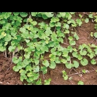 【轉大人】含殼草(雷公根)健胃整腸，與九層塔燉雞湯助轉骨