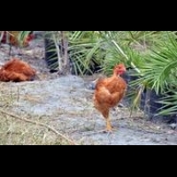 台東雞暴斃 證實H5N2禽流感