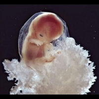 精子原來是這樣進去卵子的！超神奇懷孕紀實攝影│妞新聞 