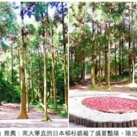 宛如走入電影場景 這真的是台灣嗎！？全台十大療癒系森林 如夢似幻令人屏息！
