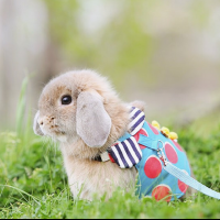 除了遛狗現在還有遛兔子？日本新趨勢「兔兔散步」│妞新聞
