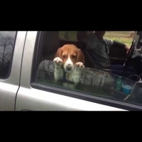 小獵犬愛趴車窗，當車窗升起時「傻樣萌翻天」，但最後一秒簡直嚇傻了...