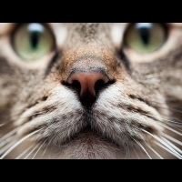 容易忽略的貓咪日常保健－－貓鼻鼻的觀察及清潔！