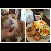 【貓開店】貓咪陪伴的早午餐 － Toast Chat