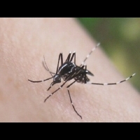 登革熱病例越來越多!!6個讓蚊子無法靠近的好方法...原來被「咬」都是因為?!