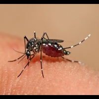 小心,蚊子對你情有獨鍾的8種原因....穿深色衣服也會有影響?!│二魚文化